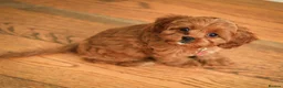 Cavapoo dogs for sale: F1 Red Cavapoo puppies ( health tested) - Advert 13