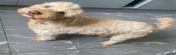 Cockapoo dogs for sale: F1B apricot cockapoos  - Advert 6