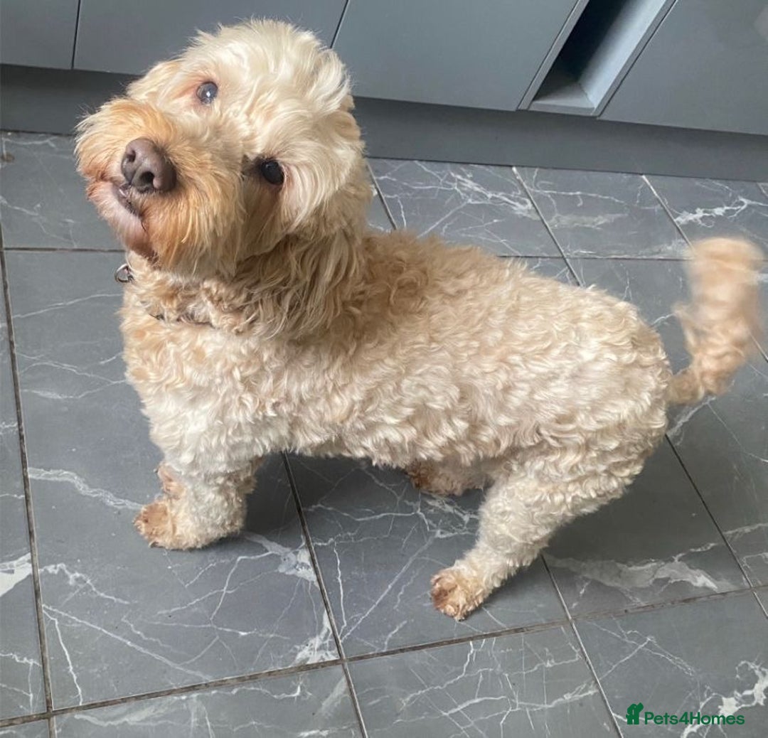 Cockapoo dogs for sale: F1B apricot cockapoos  - Advert 6