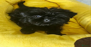 Affenpinscher dogs - Advert 14