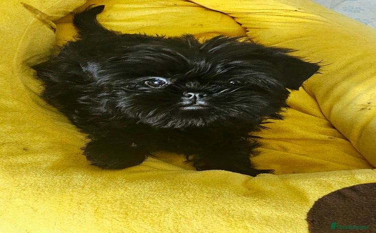 Affenpinscher dogs - Advert 6