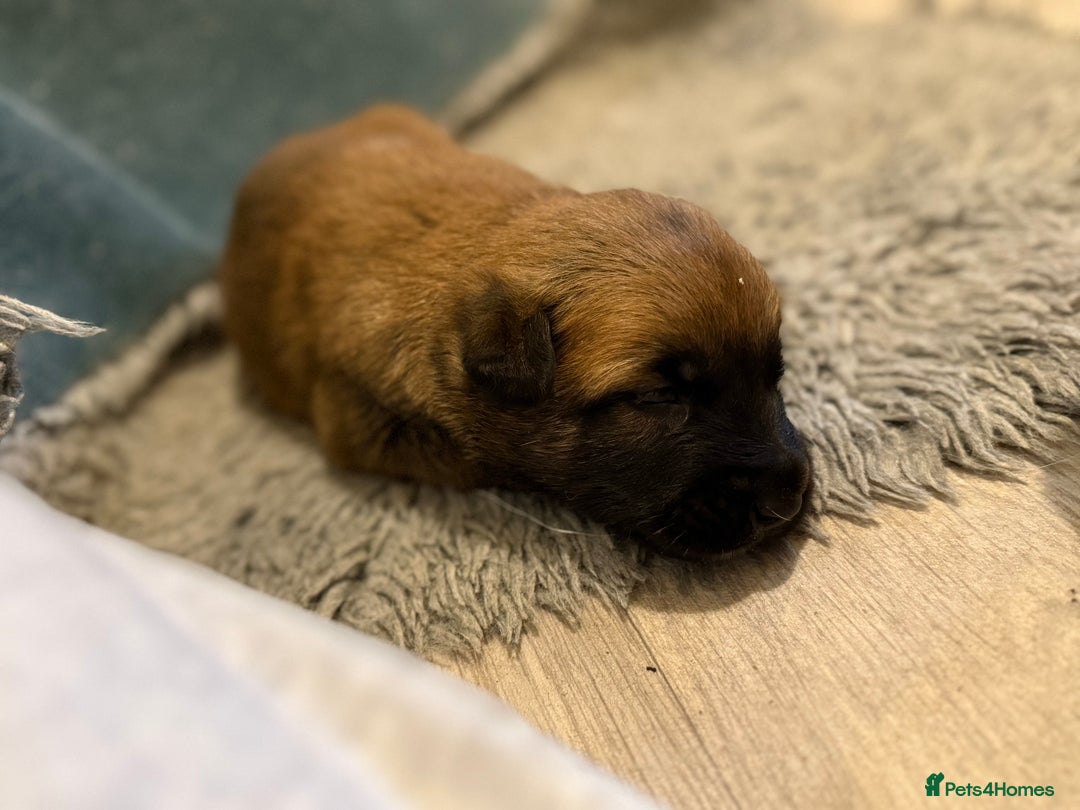 Belgian Shepherd Dog dogs for sale: Top working line puppies  - Image 19