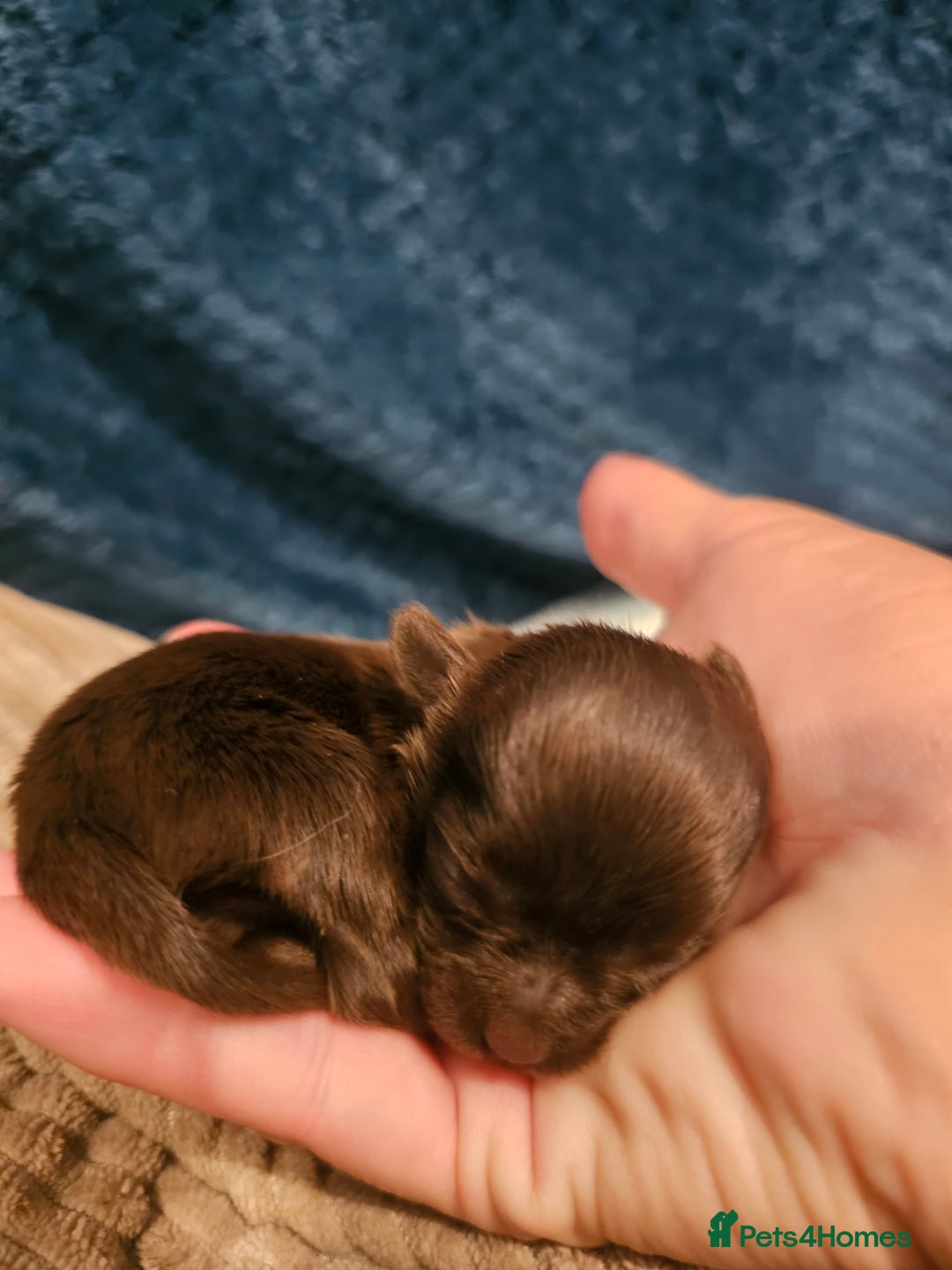 Yorkshire Terrier dogs for sale: Mini Yorkshire terrier Biewer Chocolate /black  - Image 5
