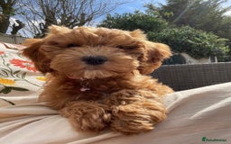 Cockapoo dogs for sale: Beautiful family of cockerpoos - Image 25