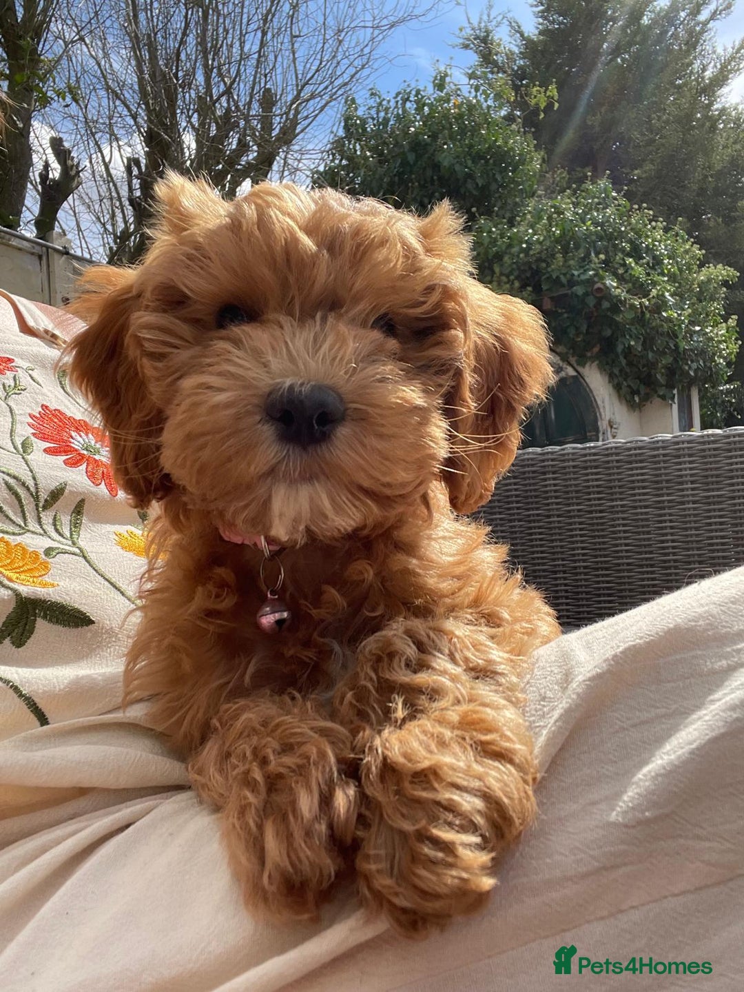 Cockapoo dogs for sale: Beautiful family of cockerpoos - Image 25