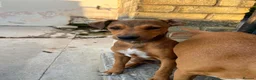 Mixed Breed dogs for sale: Jack Russell x Plummer puppies for sale - Advert 8