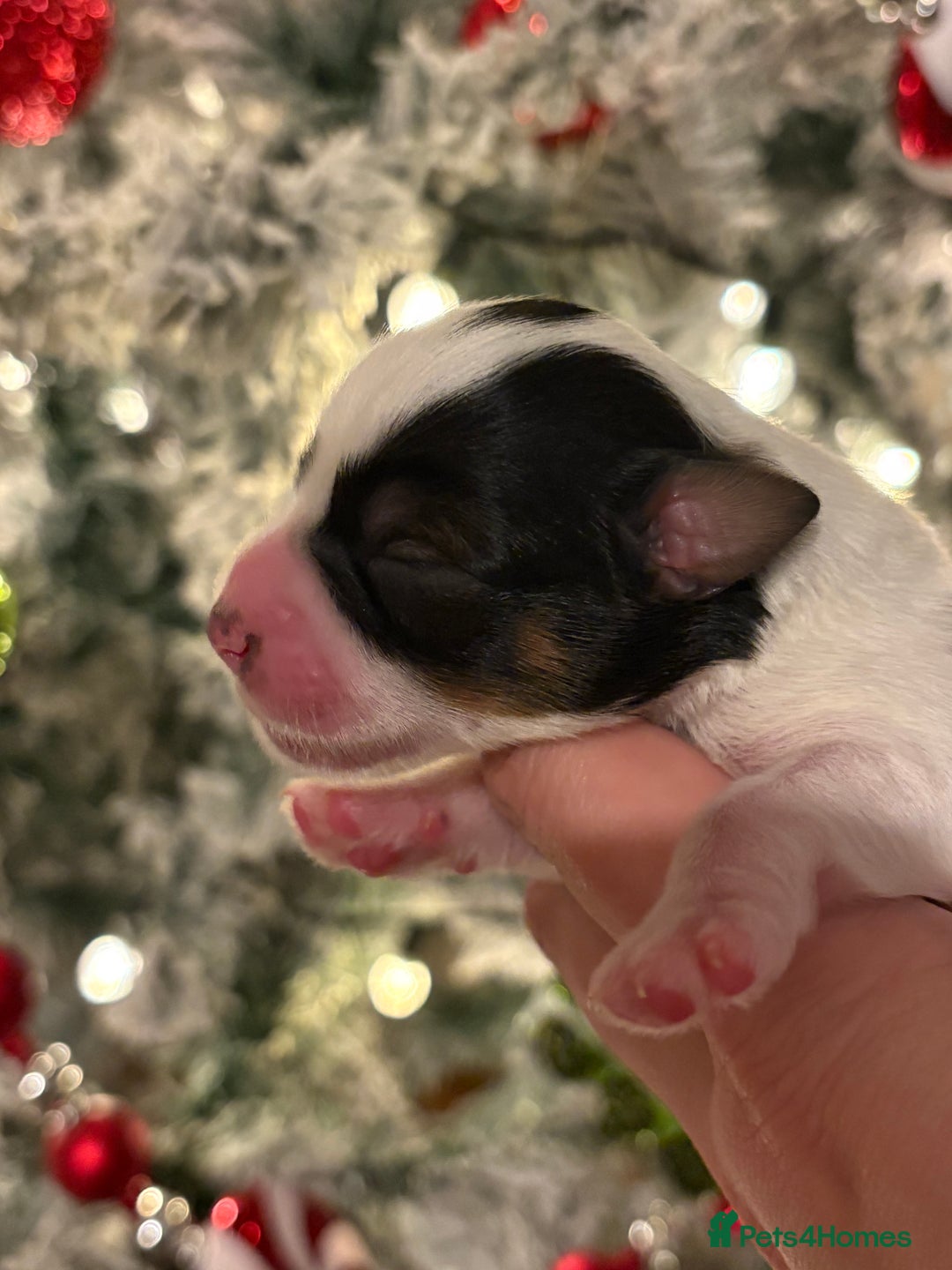 Miniature Schnauzer dogs for sale: Chocolate & Tan, Wheaten Parti Mini Schnauzers - Advert 7