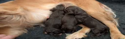 Cocker Spaniel dogs for sale: KC Reg Working Cocker Spaniels  - Advert 23