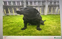 Labrador Retriever dogs for sale: KC registered Black Lab pups - Image 13