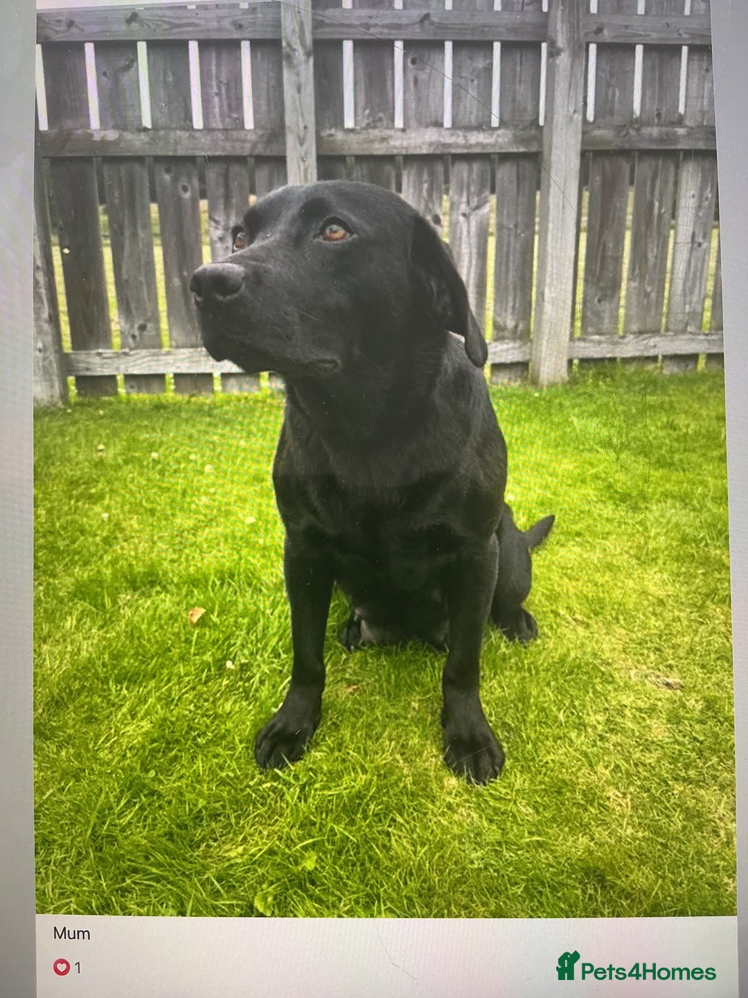 Labrador Retriever dogs for sale: KC registered Black Lab pups - Image 13