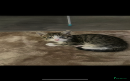 British Shorthair cats for sale: Girl kitten - Image 5