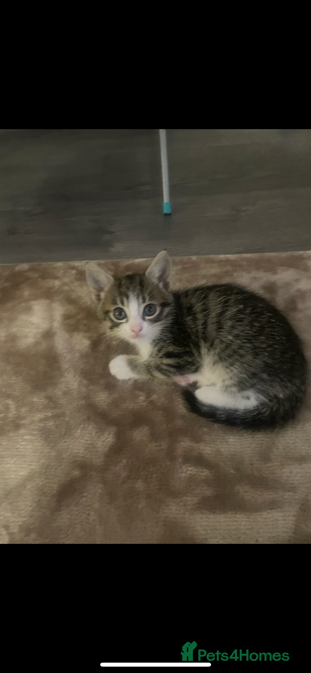 British Shorthair cats for sale: Girl kitten - Image 5