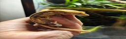 Gecko reptiles for sale: Female crested gecko in Manchester - Advert 1