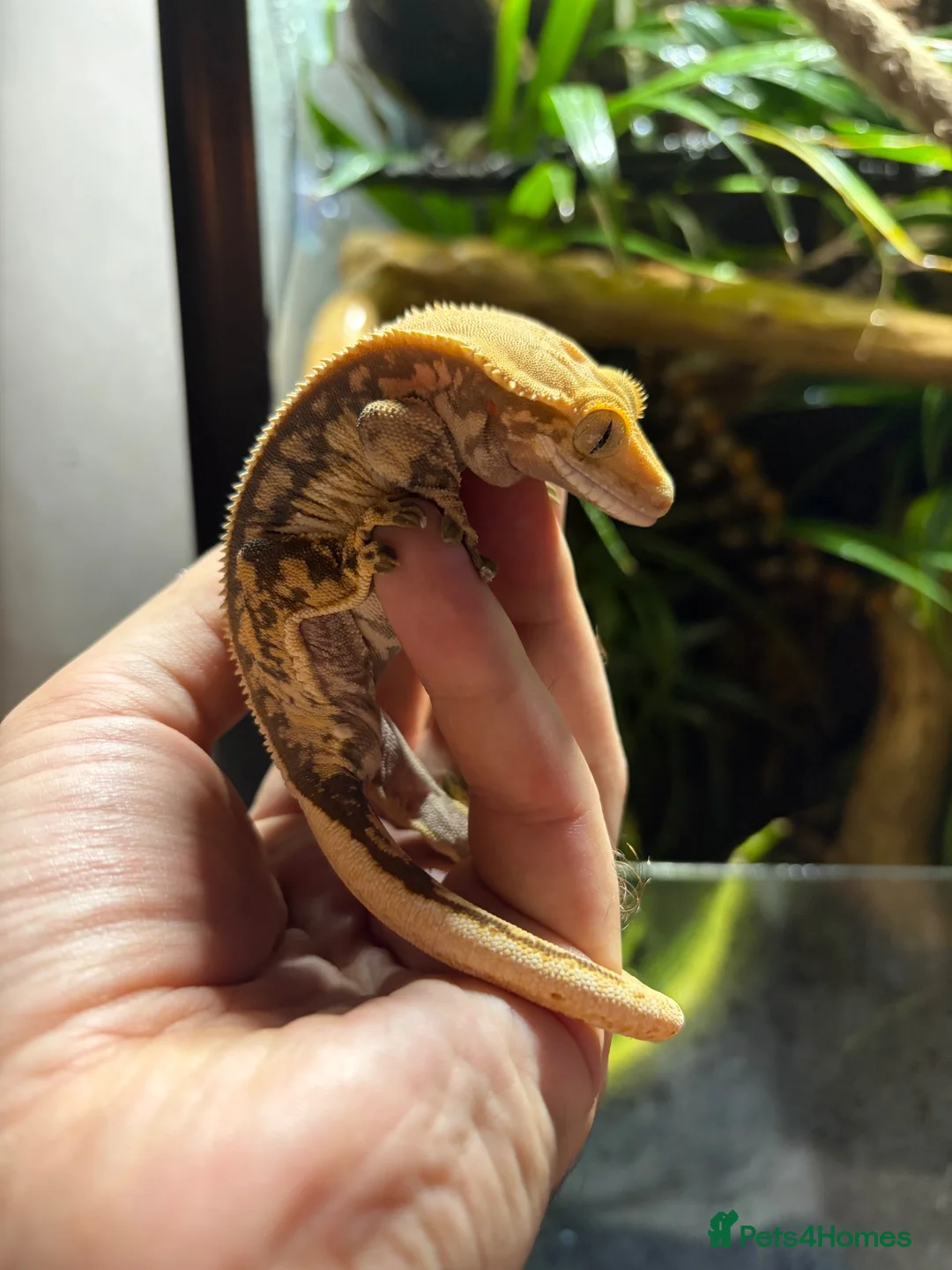 Gecko reptiles for sale: Female crested gecko in Manchester - Advert 1