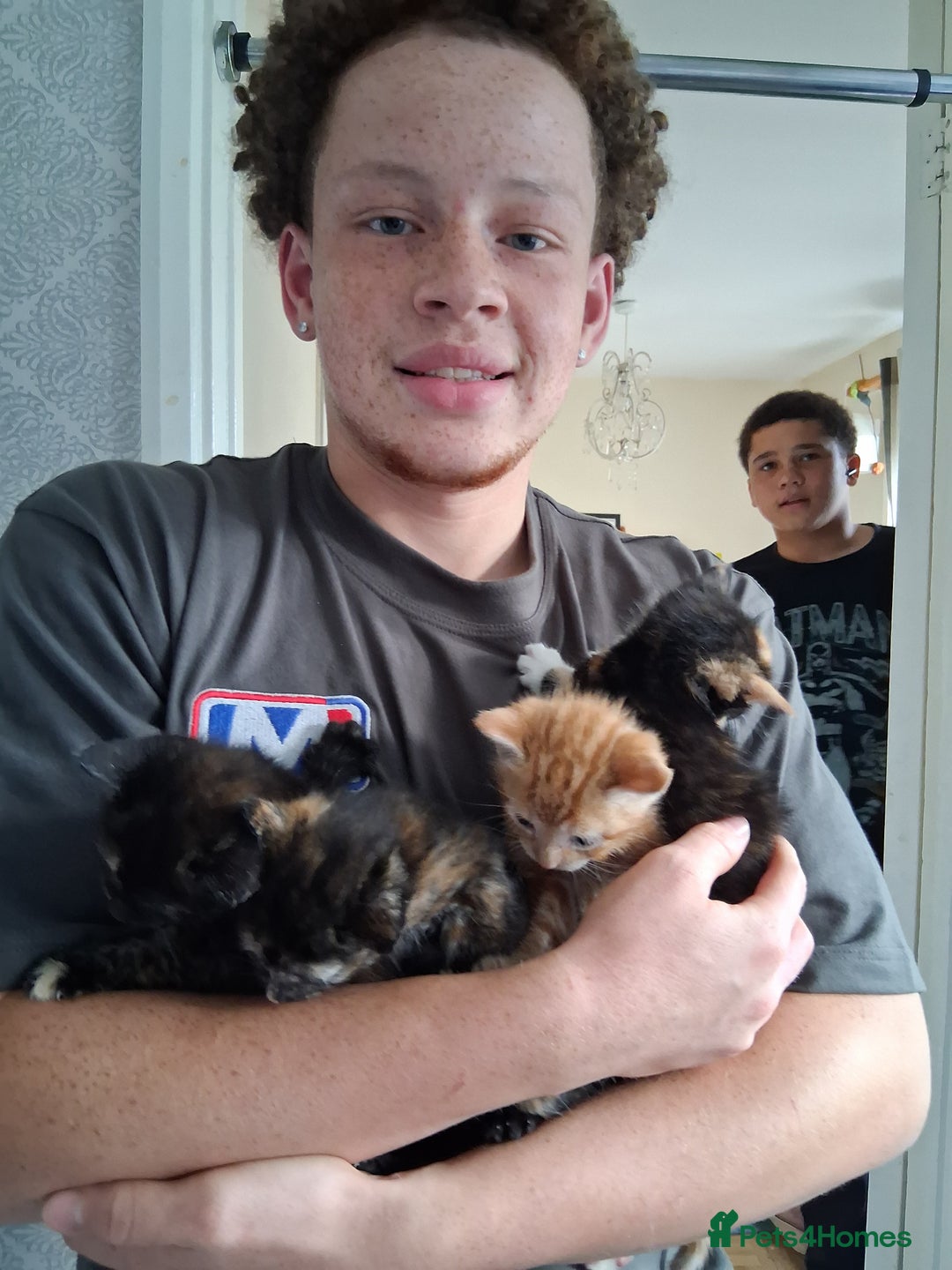 Mixed Breed cats for sale: 3 8 week old kittens for sale. - Image 2
