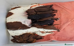 Sprocker dogs for sale: F1 health tested working Sprockers - Image 3