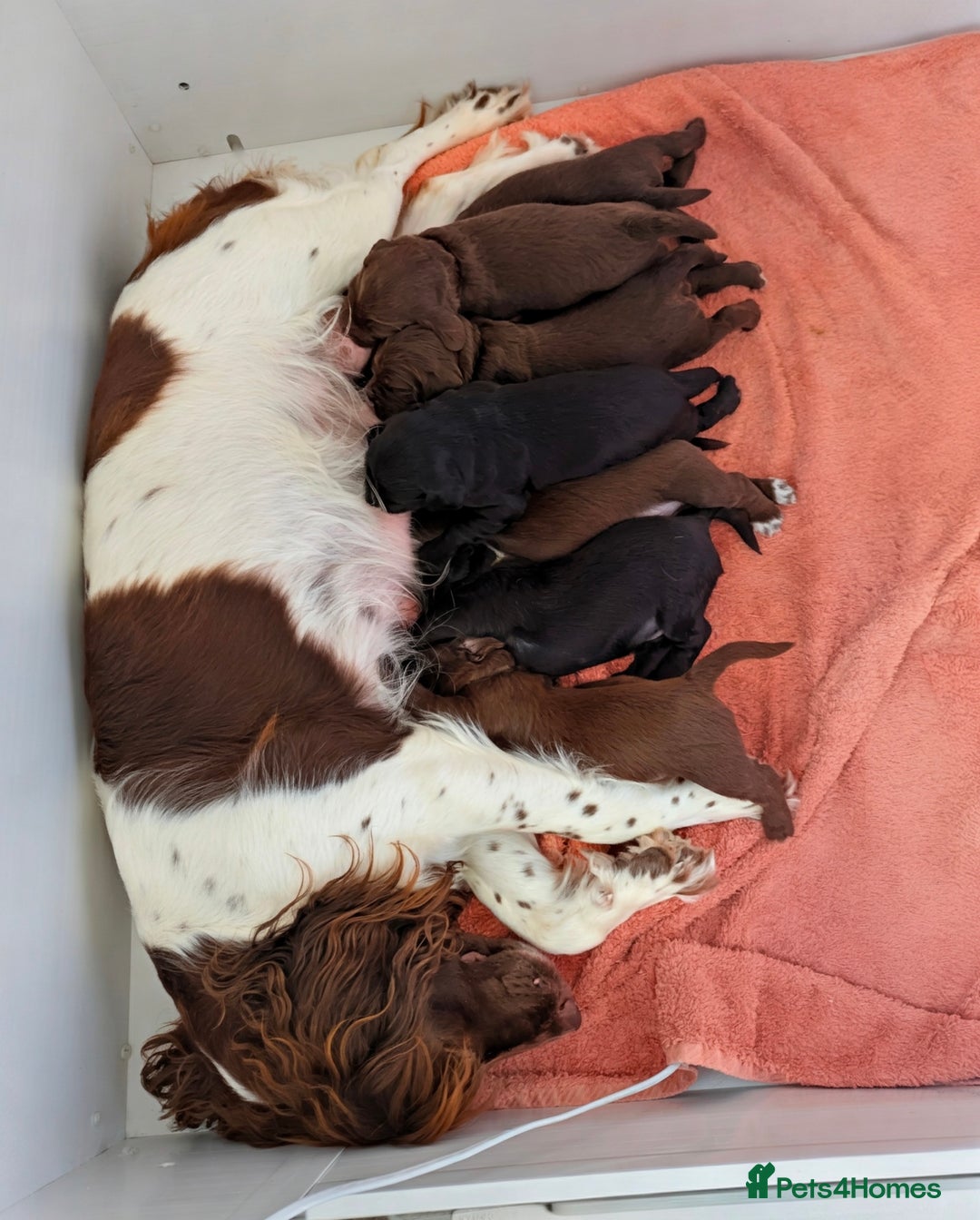 Sprocker dogs for sale: F1 health tested working Sprockers - Image 3