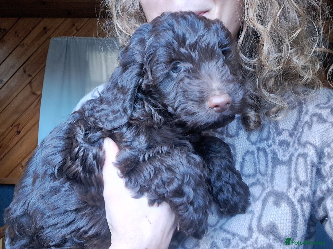 Cockapoo dogs for sale: Toy F1 Cockerpoo last chocolate boy  - Advert 37