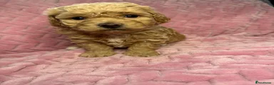 Zoi