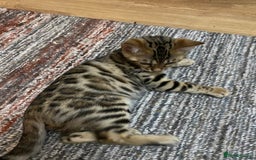 Bengal cats for sale: Bengal kittens - Image 4