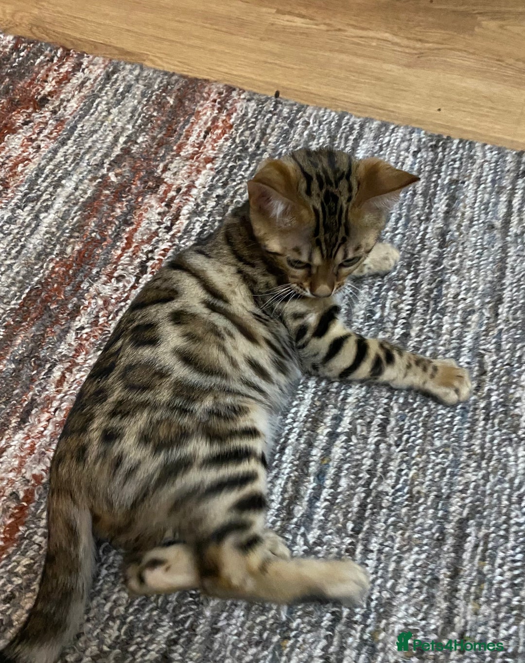 Bengal cats for sale: Bengal kittens - Image 4