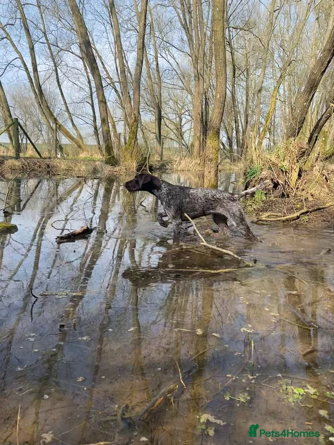 German Wirehaired Pointer dogs for sale: German Wirehaired Pointer Pups -From working Lines in Doune - Advert 2