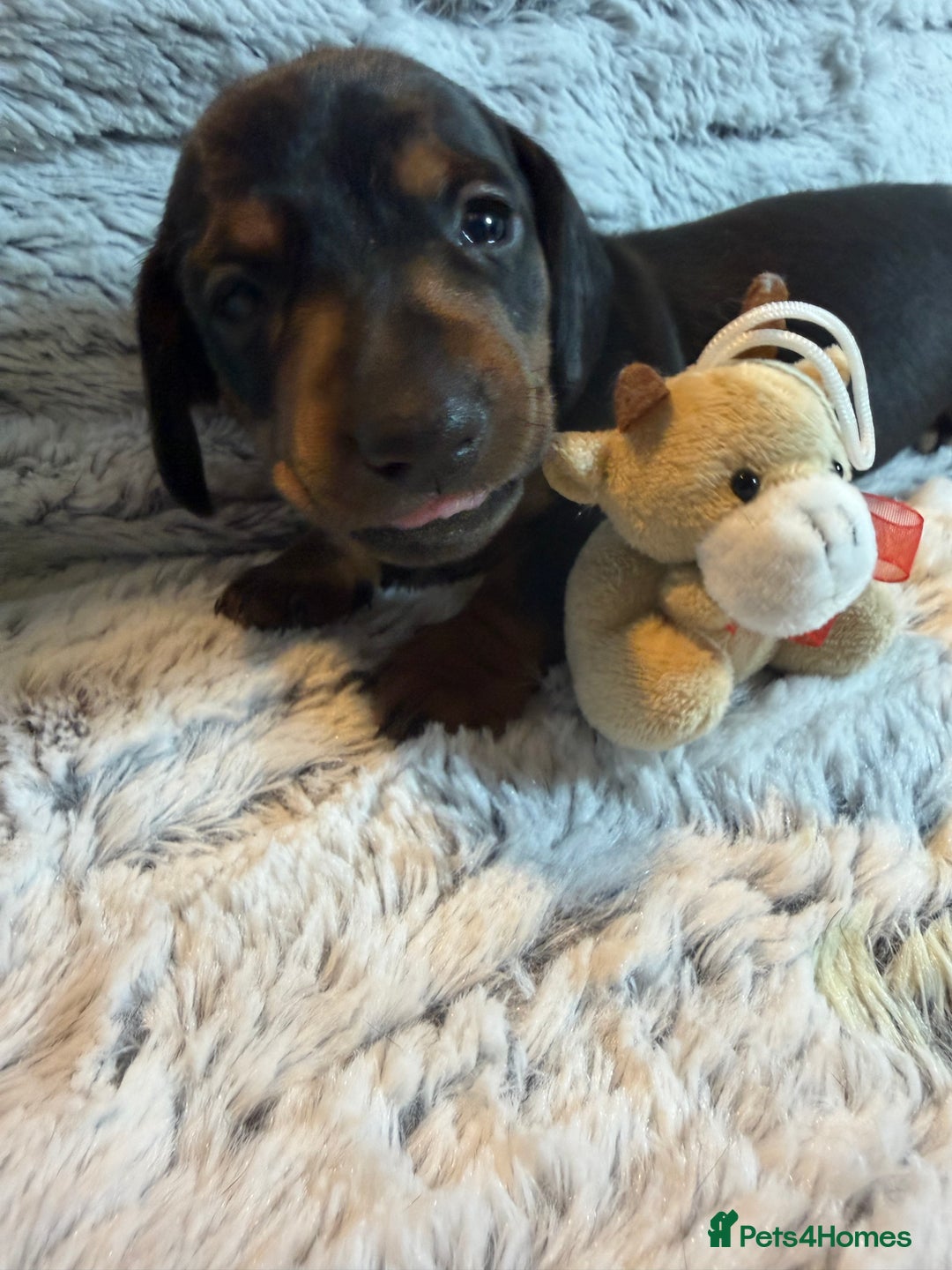 Dachshund dogs for sale: 6 Absolutely stunning dachshund  puppies for sale - Advert 38