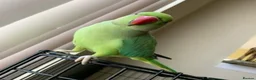 Parrots birds for sale: Baby tamed ring neck talking parrot  - Advert 3