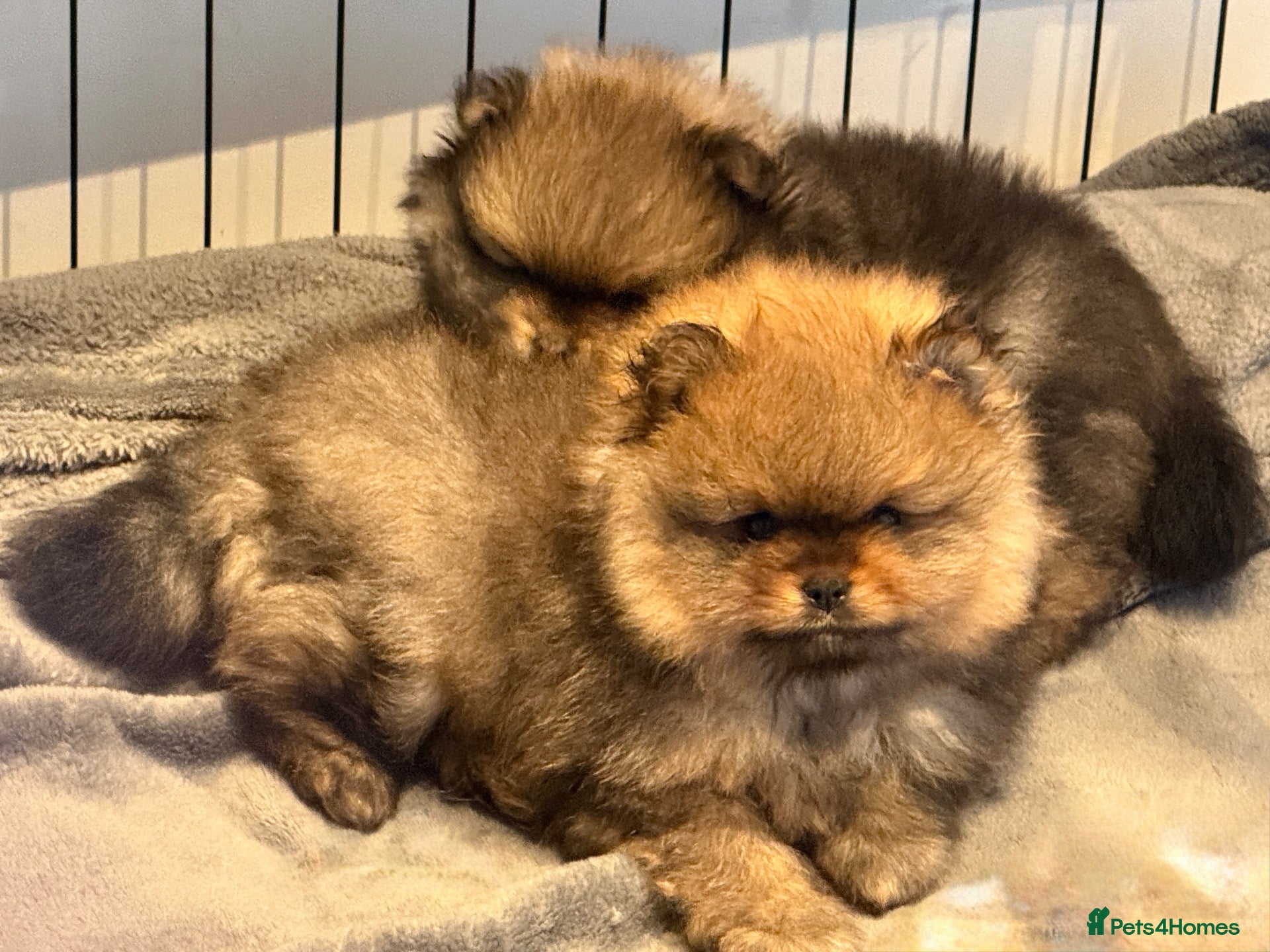 Pomeranian dogs KC reg True teddybear Pom puppies RARE colours! - Advert 17
