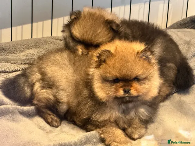 Pomeranian dogs KC reg True teddybear Pom puppies READY TO LEAVE! - Advert 1