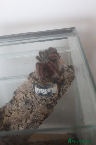 Tarantulas invertebrates - Advert 14