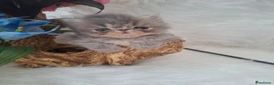 Persian 1