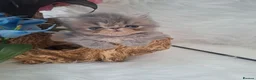 Persian cats for sale: Blue kittens  - Advert 15