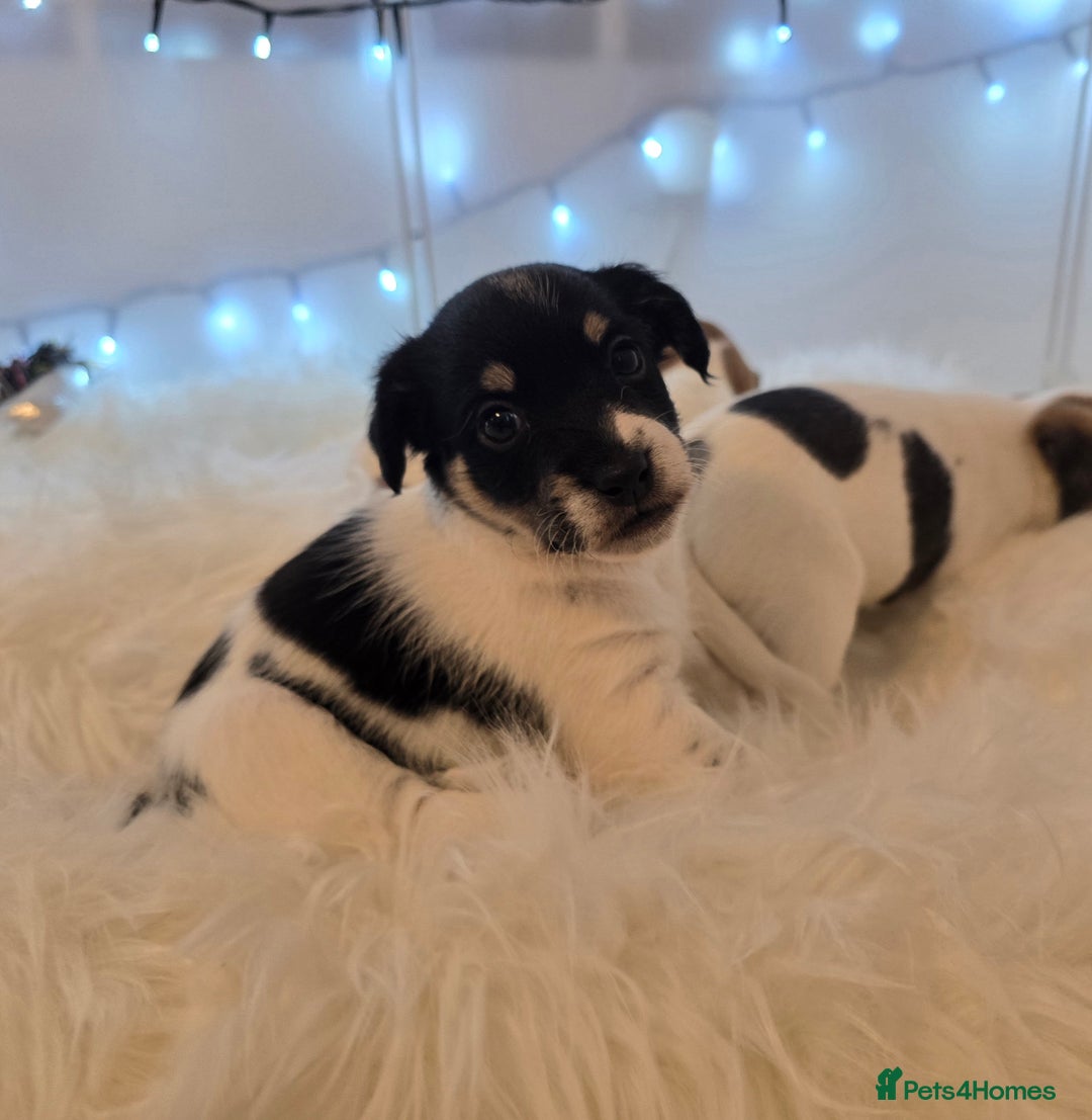 Mixed Breed dogs for sale: Five beautiful Jack Russel puppies for sale - Advert 12