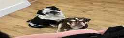 Pug dogs for sale: KC Pug pup 1 left PRICE REDUCED  - Advert 21