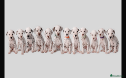 Dalmatian dogs for stud: Handsome boy for stud in Doncaster - Image 14