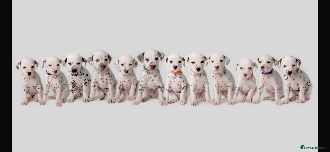 Dalmatian dogs for stud: Handsome boy for stud in Doncaster - Image 14