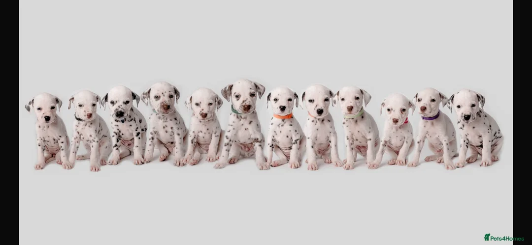 Dalmatian dogs for stud: Handsome boy for stud in Doncaster - Advert 14