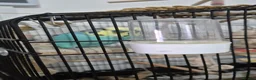 Budgerigars birds for sale: Two male budgies - Advert 5