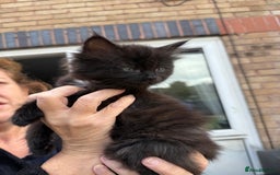 Ragdoll cats for sale: Ragdoll x English shorthair  - Image 10