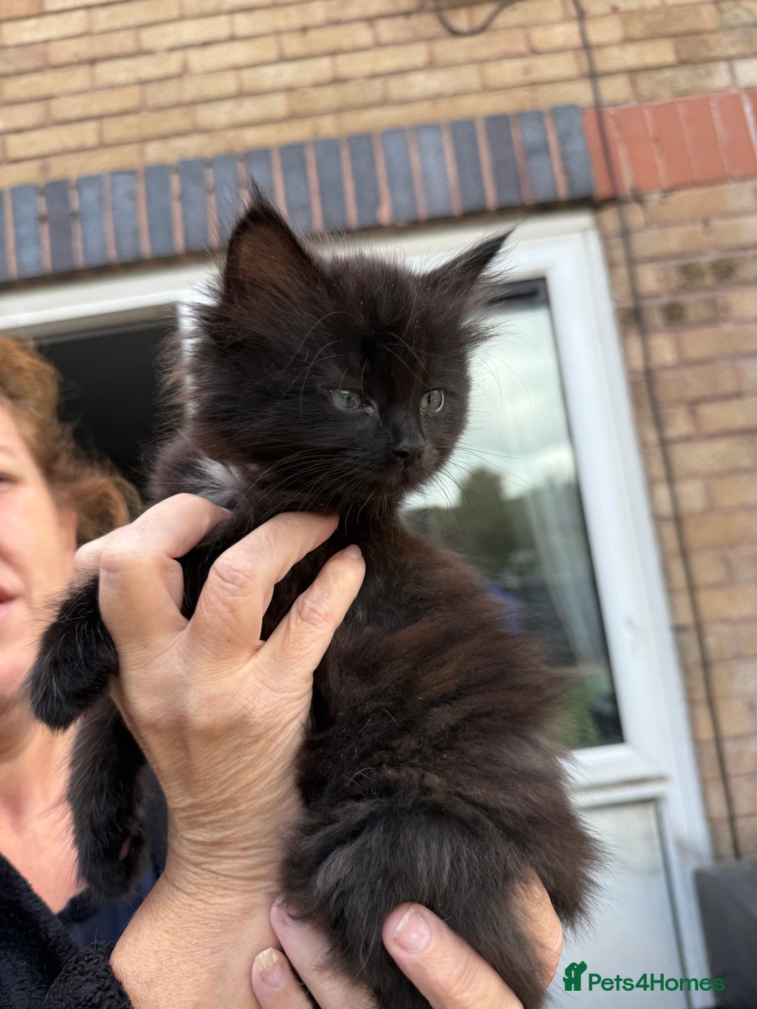 Ragdoll cats for sale: Ragdoll x English shorthair  - Image 10