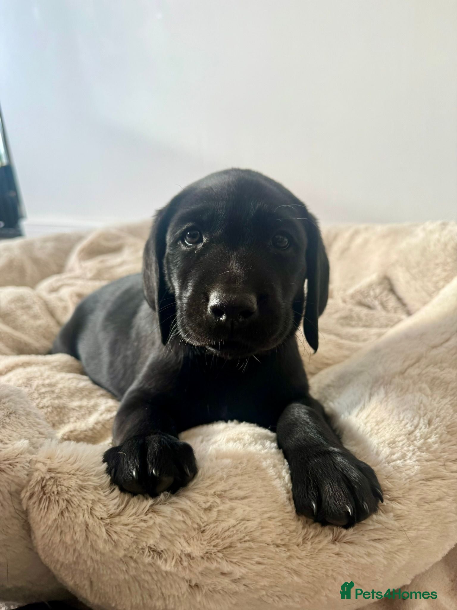 Labrador Retriever dogs Gorgeous 6-Week-Old Working Labrador Puppies - Advert 1