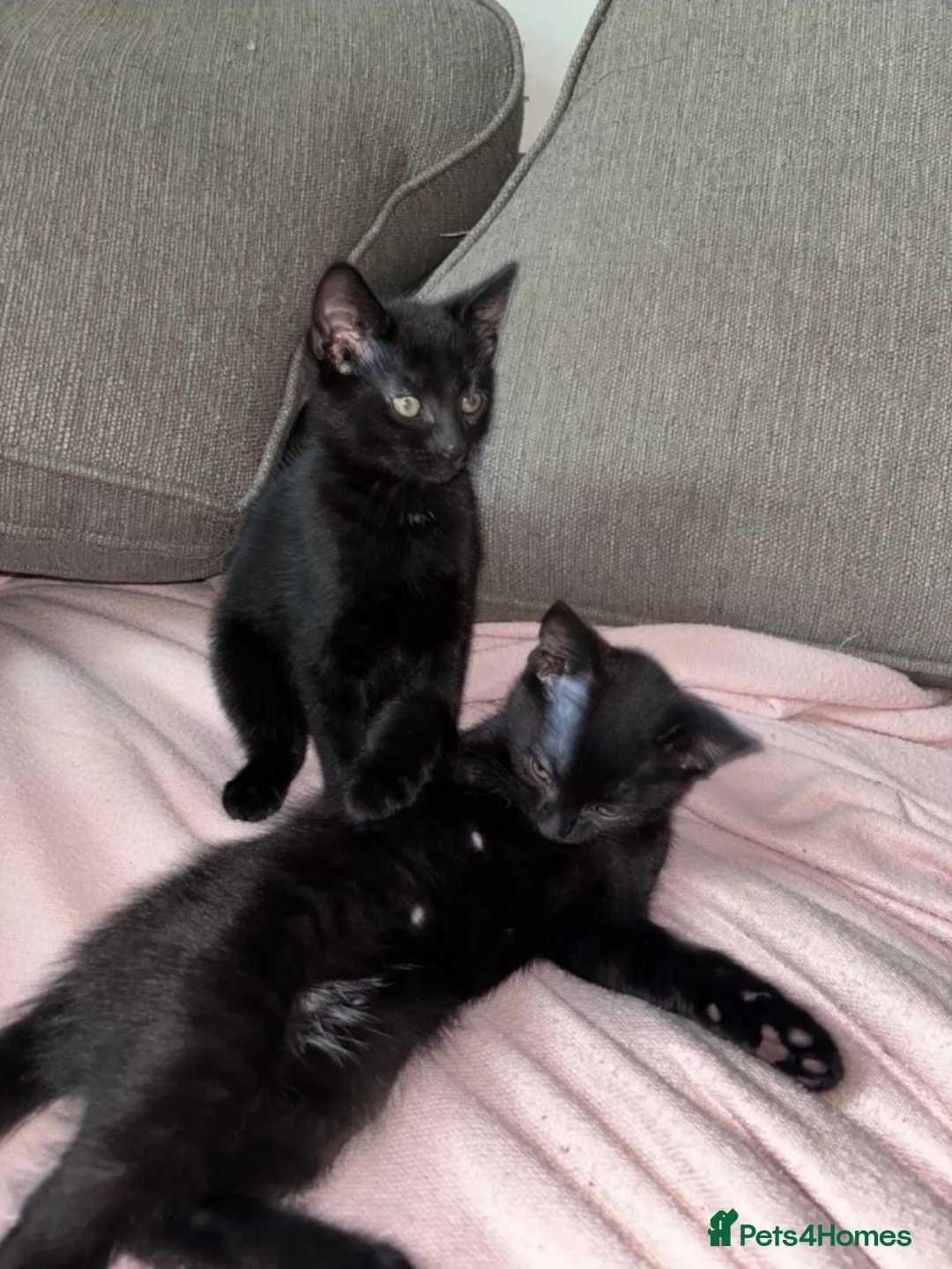 Mixed Breed cats for sale: Kittens ready now  - Advert 4