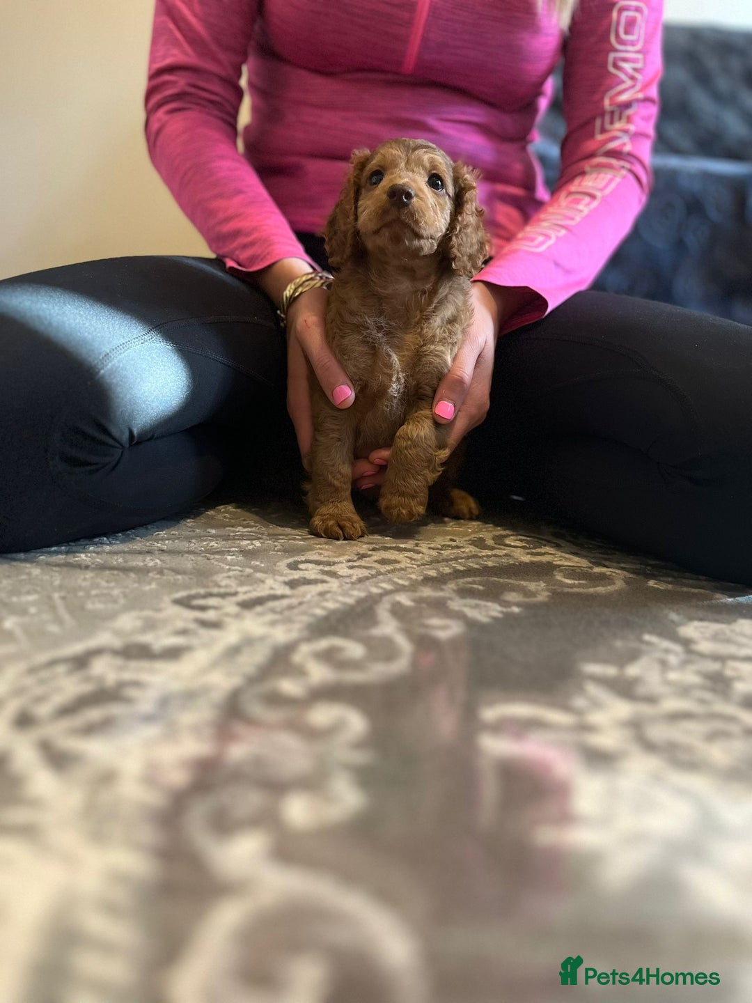 Cockapoo dogs for sale: Stunning F2 cockapoo puppies available 😍  - Image 7