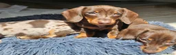 Miniature Dachshund dogs for sale: Mini Dachshund Puppies for sale  in Glasgow - Advert 10
