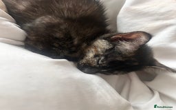 Mixed Breed cats for sale: 5 beautiful kittens ready for a new loving home  - Image 5
