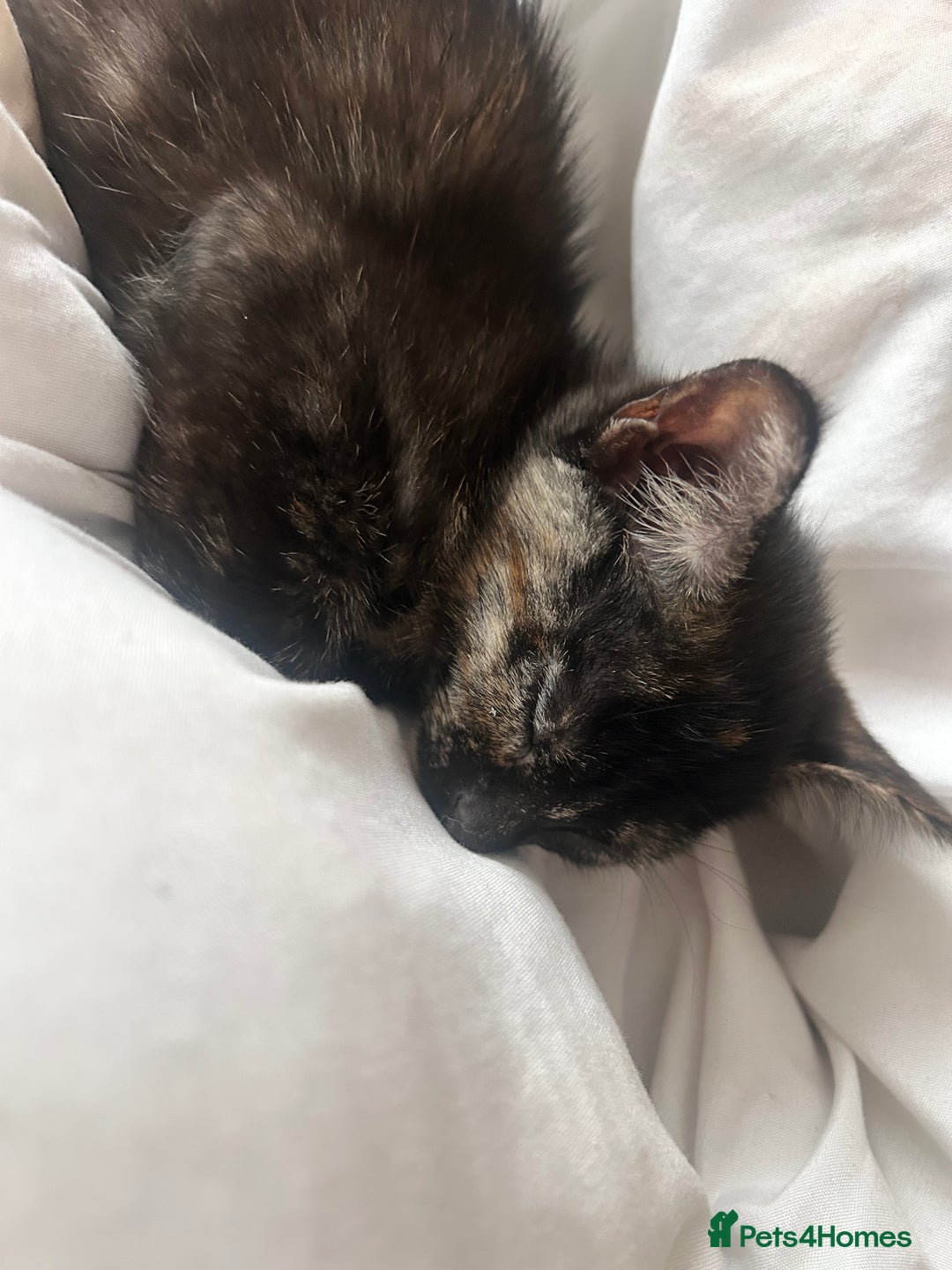 Mixed Breed cats for sale: 5 beautiful kittens ready for a new loving home  - Image 5
