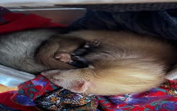 Ferret rodents for sale: 2 Jills to rehome ! - Image 1
