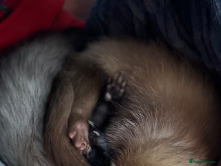 Ferret rodents - Advert 25