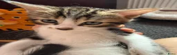Mixed Breed cats for sale: Mixed bengal  - Advert 8